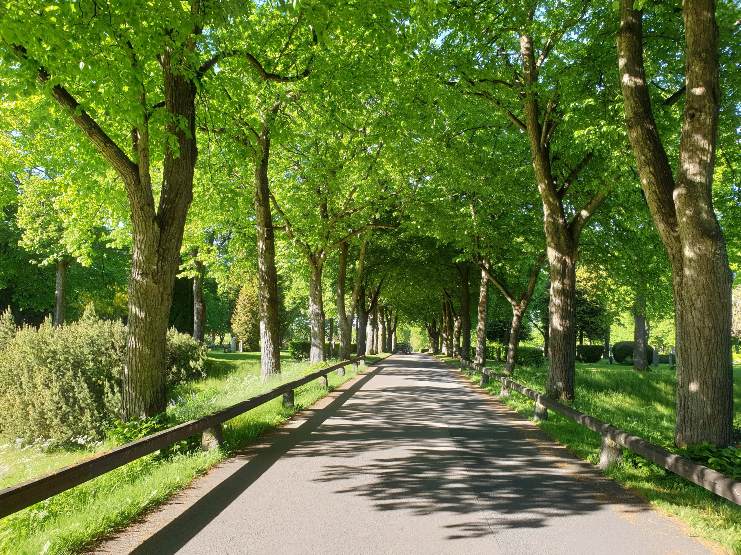 Quiet tree-lined path symbolizing structured, evidence-based behavioral treatment for tic disorders and Tourette’s syndrome in Philadelphia